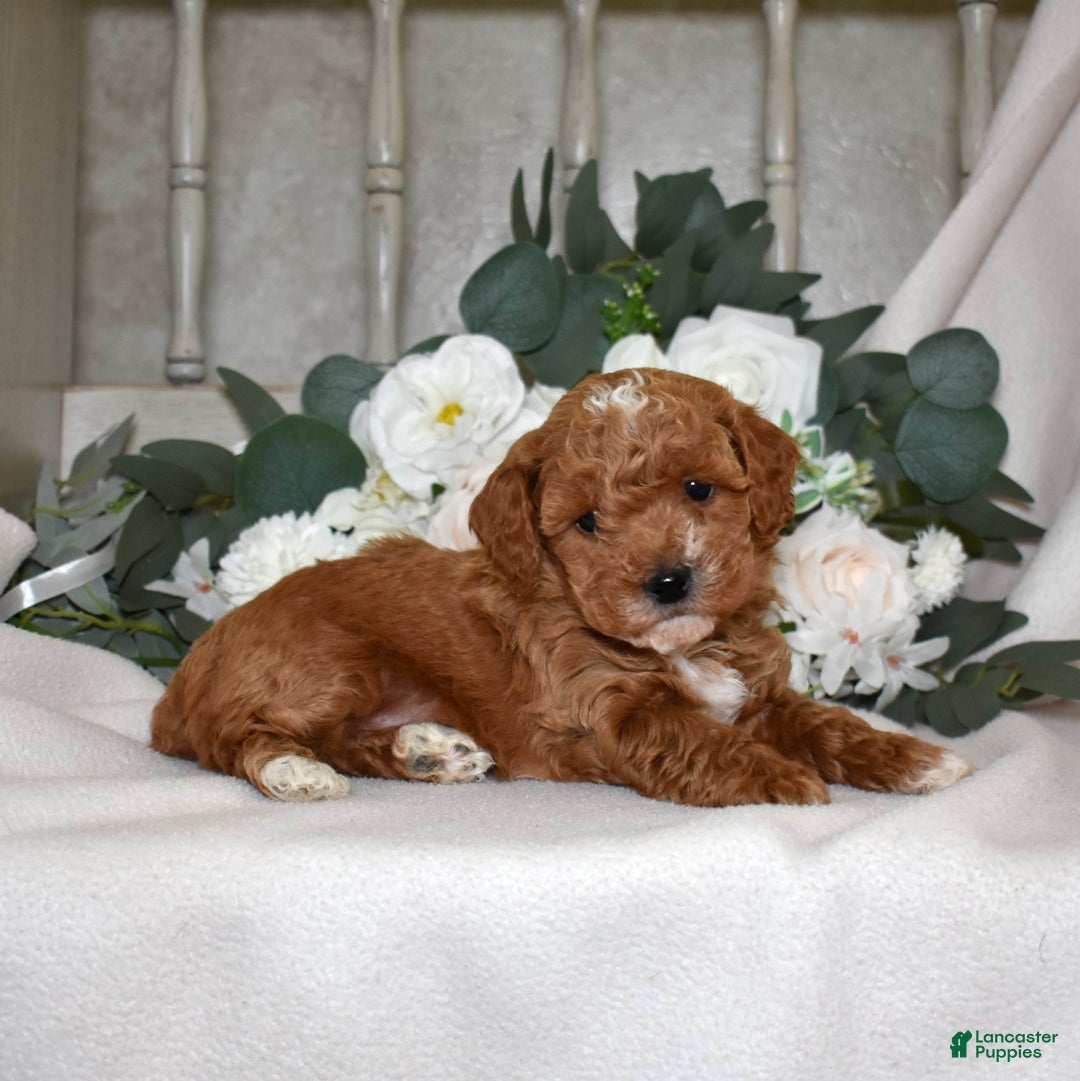 Miniature Poodle dogs for sale: Joey - Ad 6