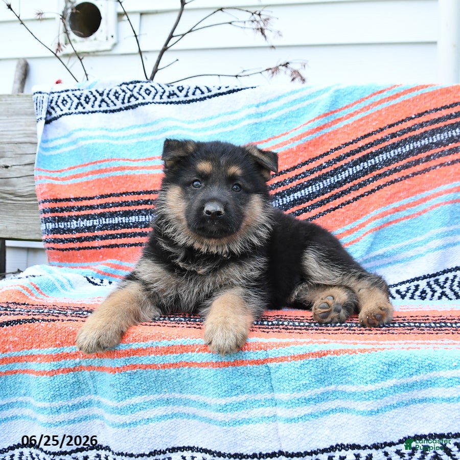 German Shepherd dogs Lucky - Ad 2