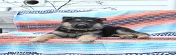 German Shepherd dogs for sale: Lucky - Ad 2