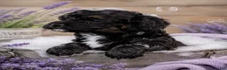 Bernedoodle dogs for sale: Star - Ad 3