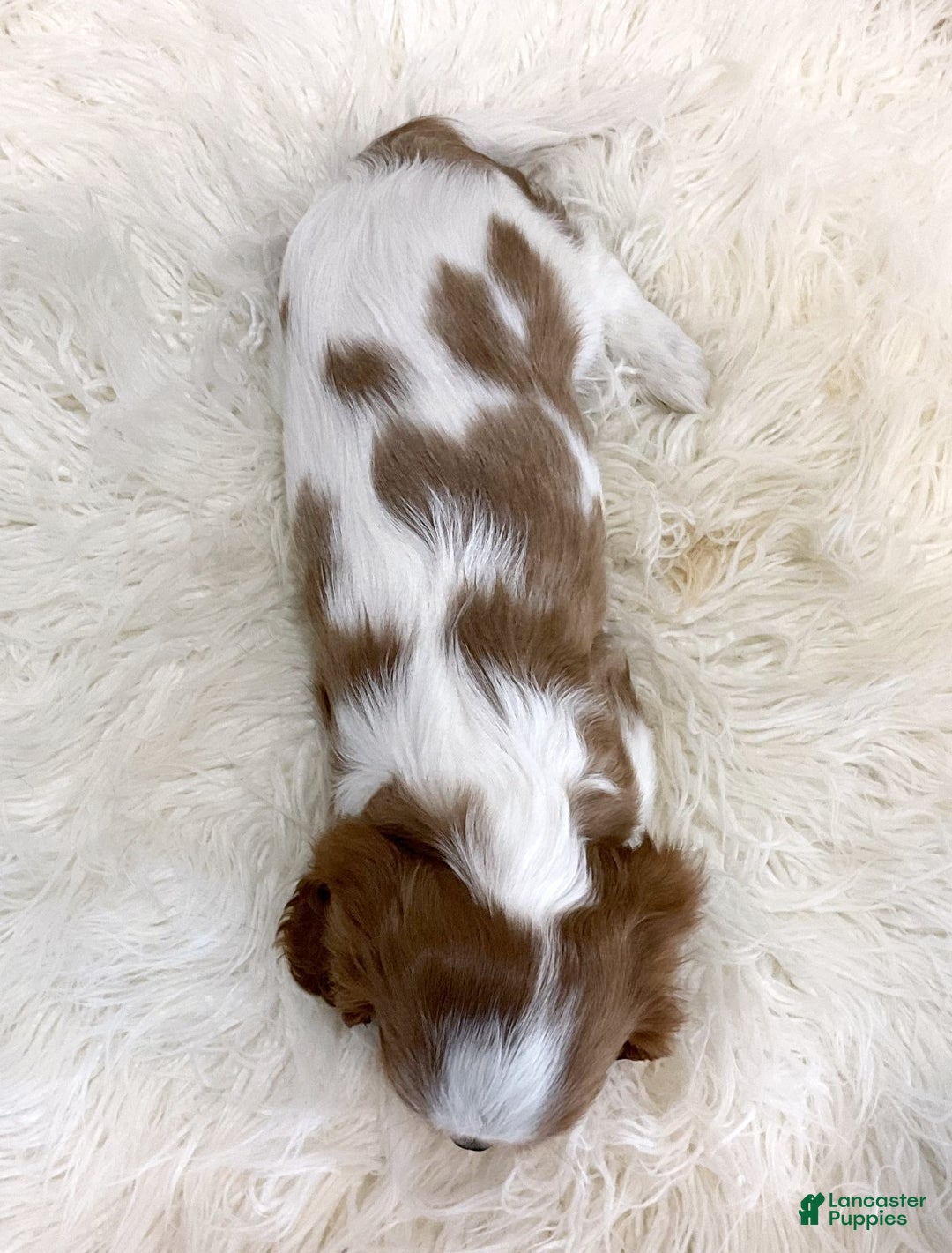 Cavalier King Charles Spaniel dogs for sale: Logan - Genetic Clear - Ad 4