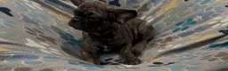 Frug dogs for sale: Tucker - Ad 7