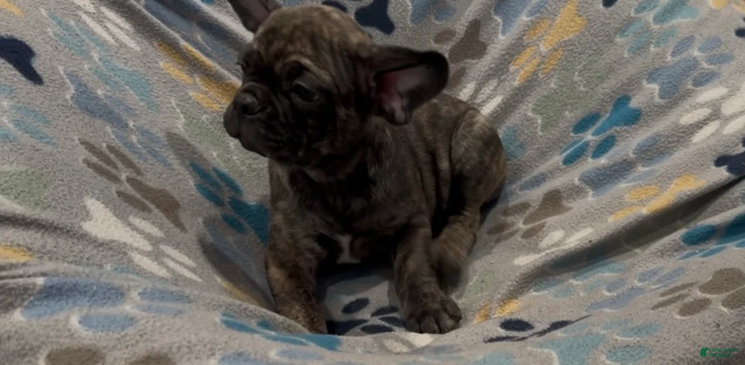 Frug dogs for sale: Tucker - Ad 7