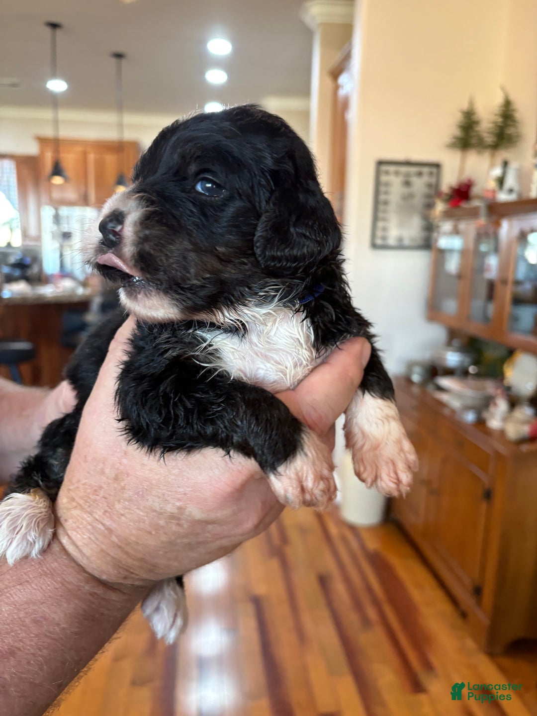 Mixed Breed dogs for sale: Male # 4 English Shepherd Doodle - Ad 2