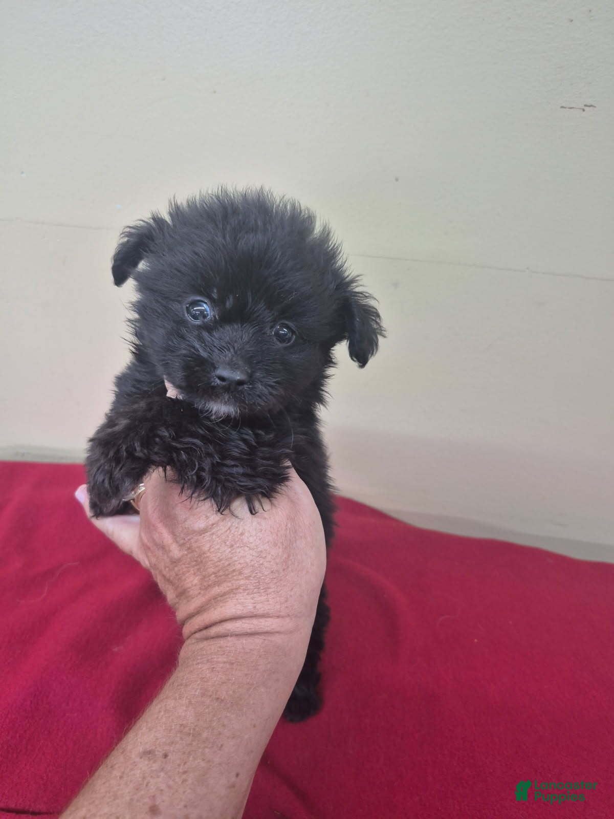 Pomapoo dogs Boy 2 - Ad 2