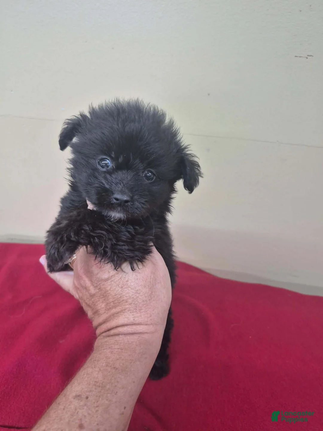 Pomapoo dogs for sale: Boy 2 - Ad 2