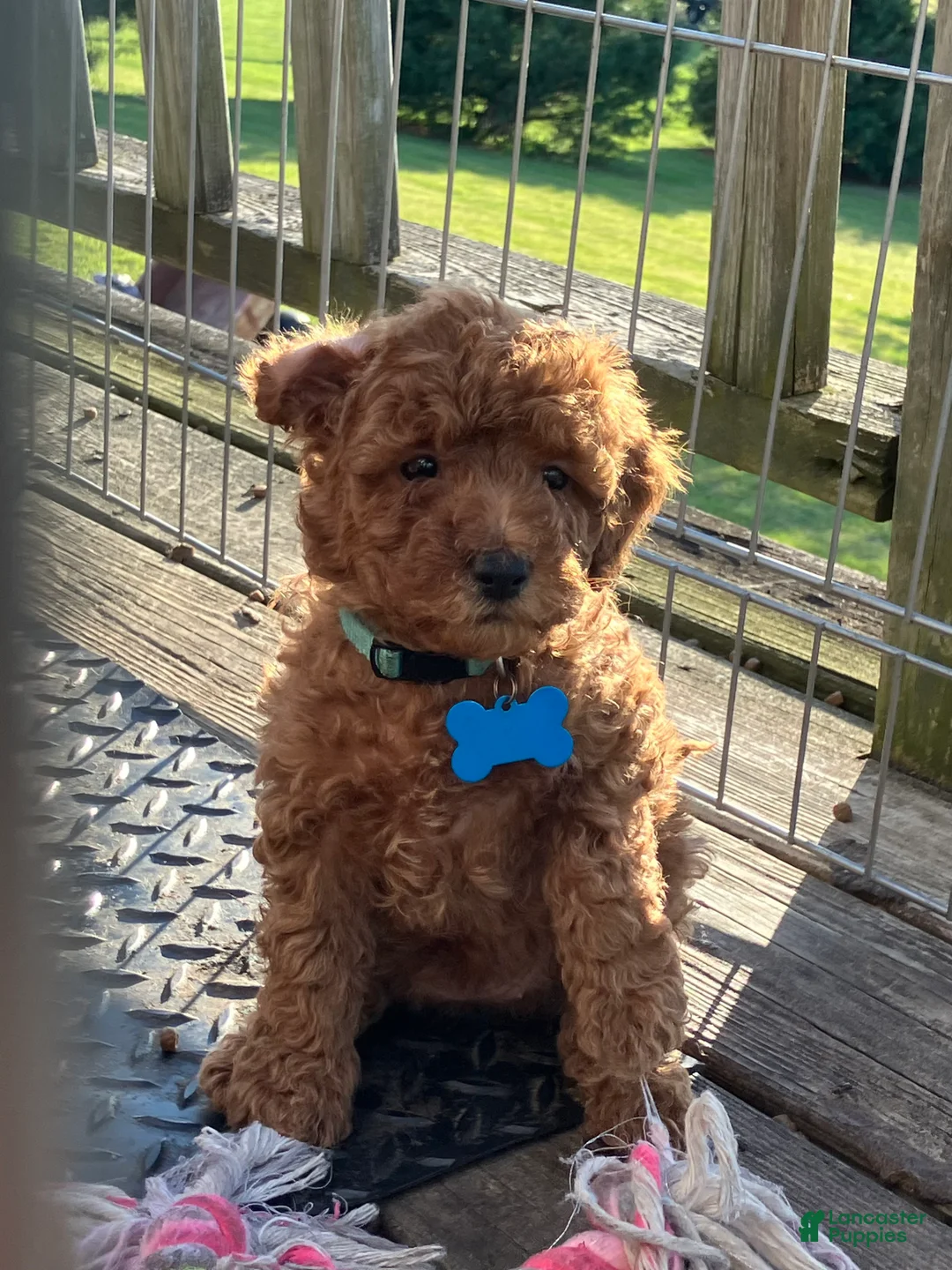 Miniature Poodle dogs for sale: Latte - Ad 2