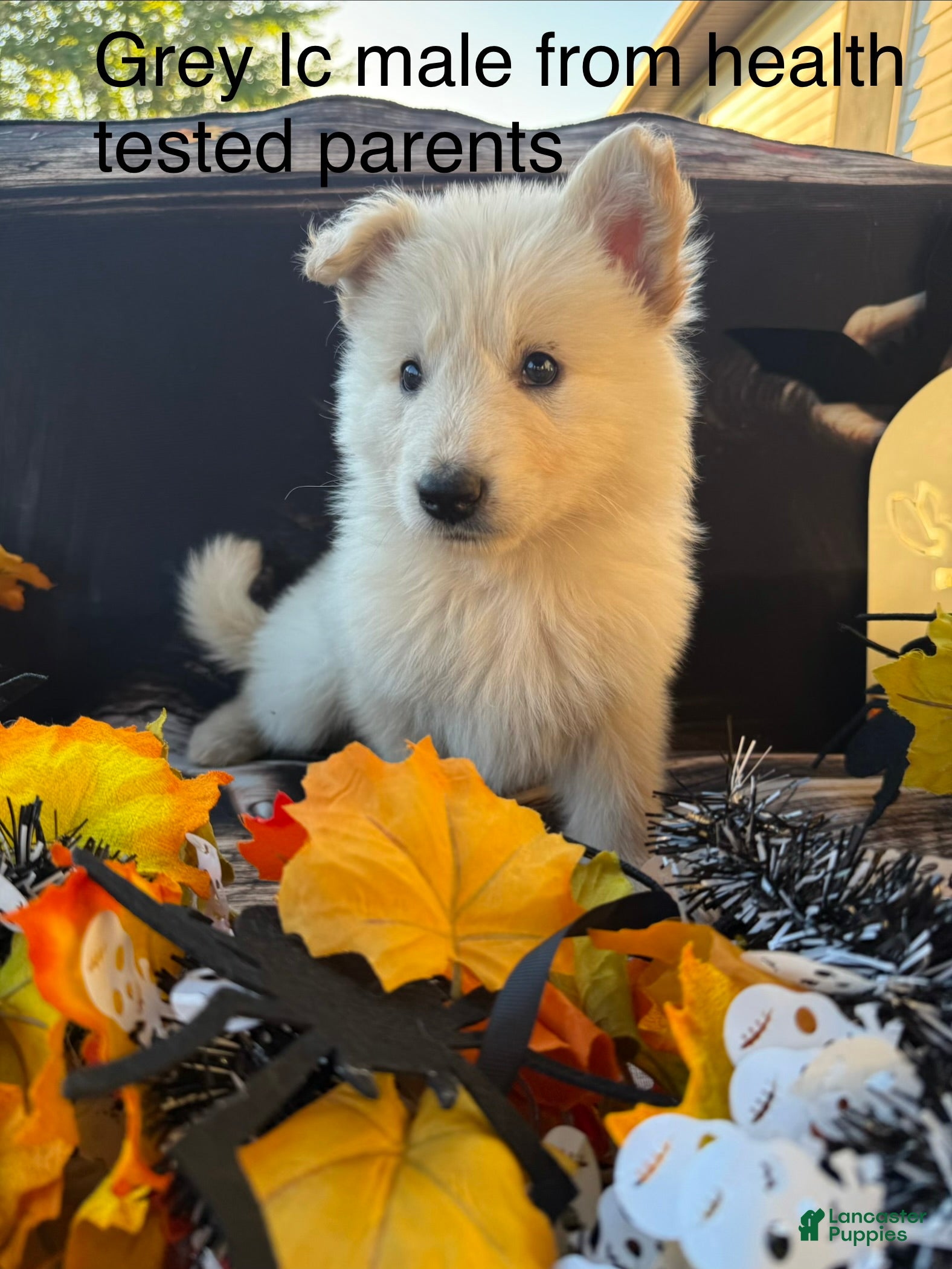 German Shepherd dogs for sale: Grey  - Ad 27