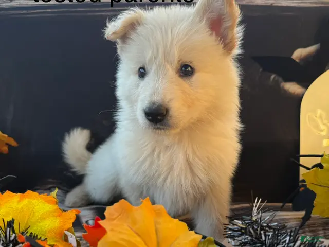 German Shepherd dogs for sale: Grey - Ad 27