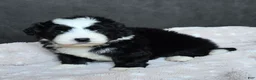 Mini Bernedoodle dogs for sale: Mini Wade - Ad 9