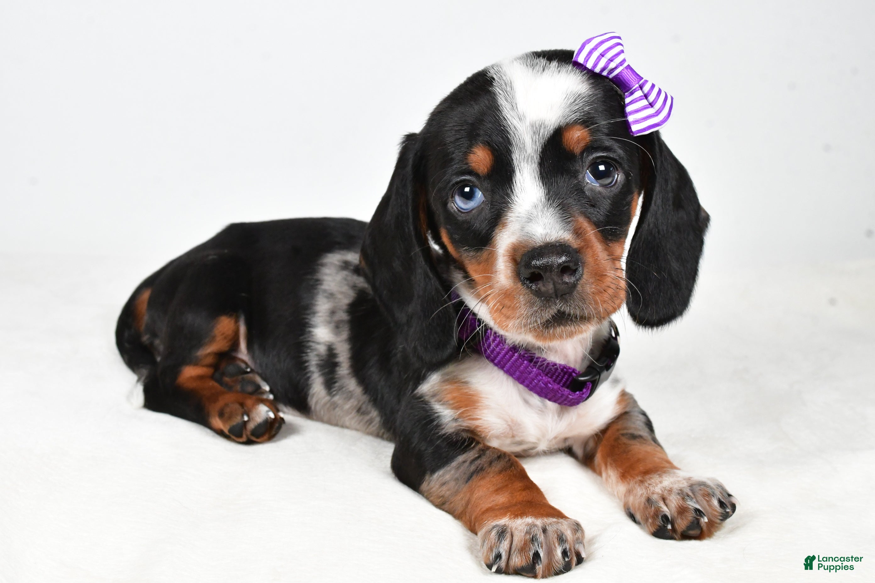 Miniature Dachshund dogs Katie - Ad 15