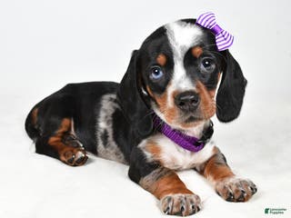 Miniature Dachshund dogs Katie - Ad 31