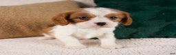 Cavalier King Charles Spaniel dogs for sale: Aspen - Ad 2