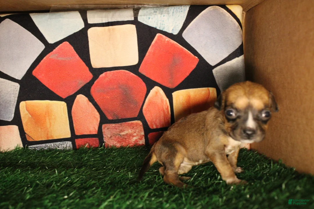 American Bully dogs for sale: Rocko - Ad 28