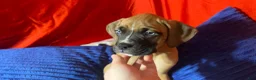 Mixed Breed dogs for sale: Mixed Breed Puppy 3 - Ad 5