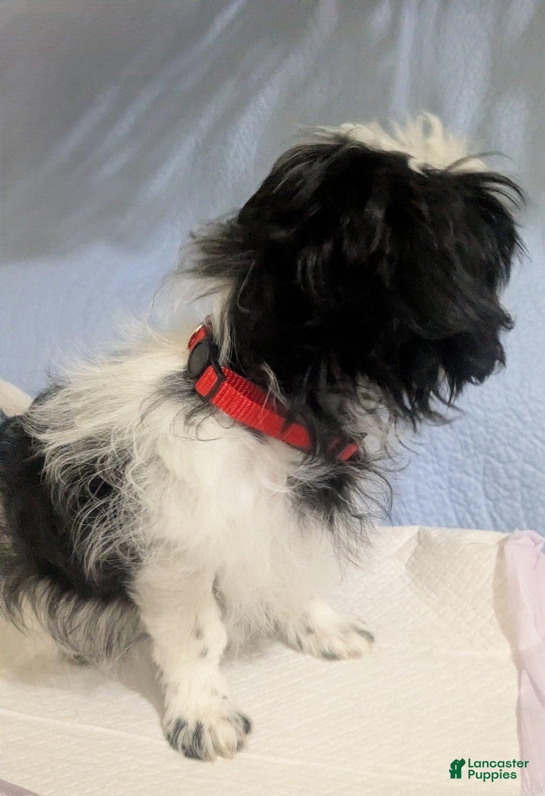 Shih Tzu dogs for sale: Serafina AKC Imperial Shih Tzu - Ad 4