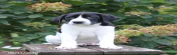 Mixed Breed dogs for sale: Susie - Ad 4