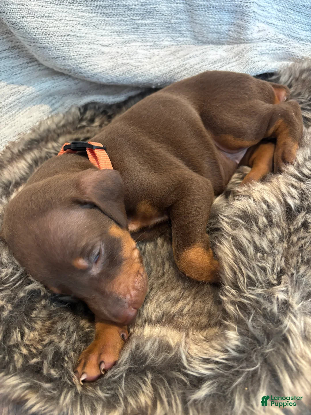 Doberman Pinscher dogs for sale: Honey - Ad 2