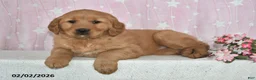 Golden Retriever dogs for sale: Skye - Ad 2