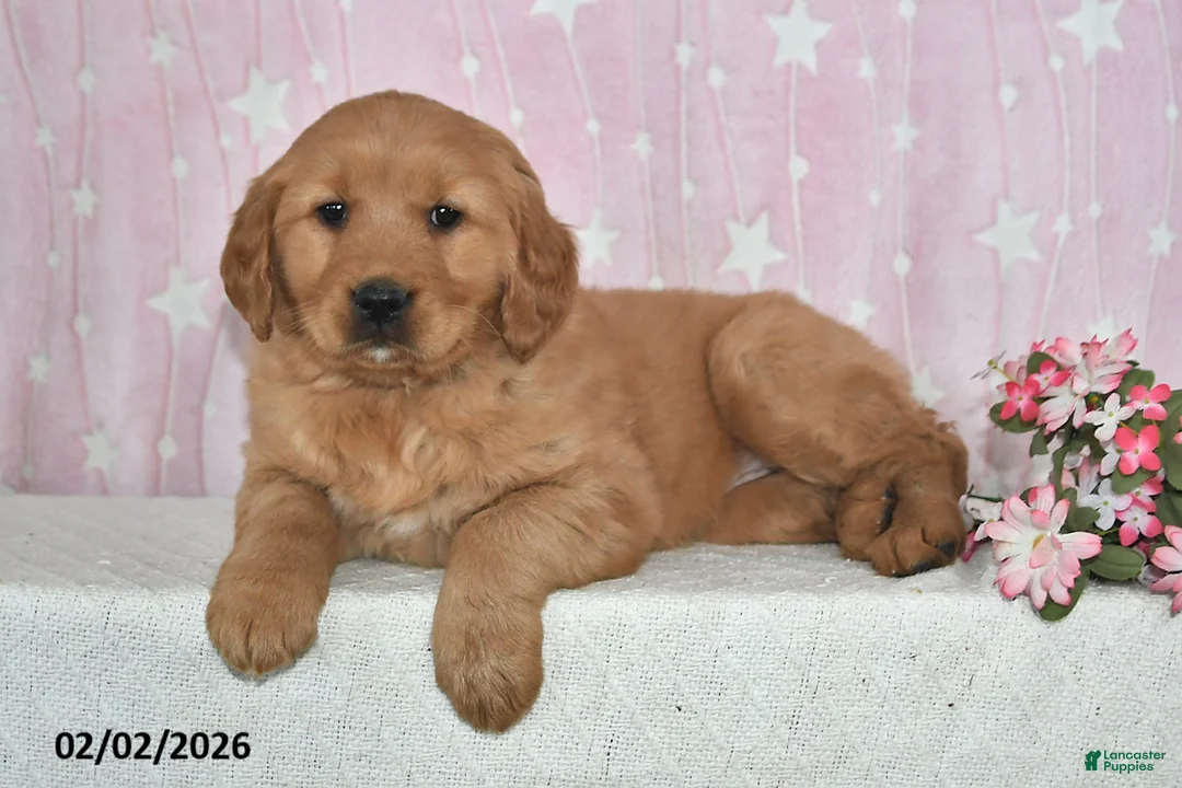 Golden Retriever dogs for sale: Skye - Ad 2