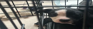 American Pit Bull Terrier 2