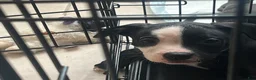 American Pit Bull Terrier dogs for sale: American Pit Bull Terrier 2 - Ad 1
