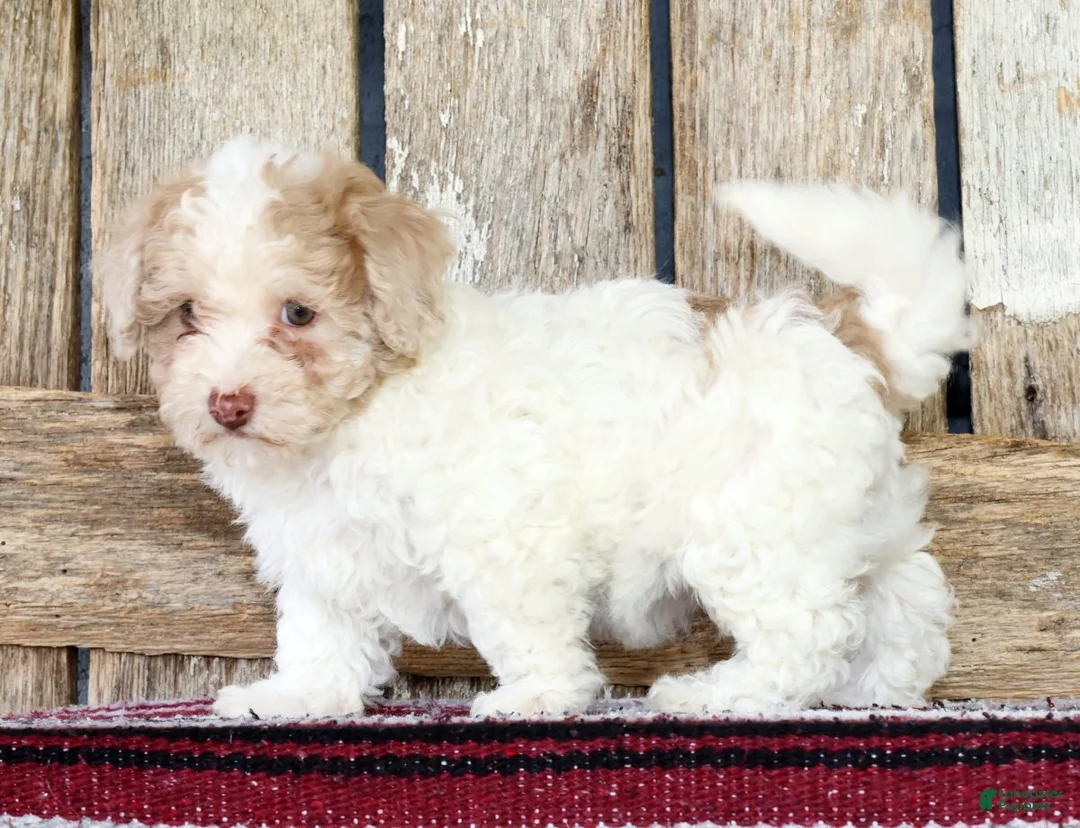 Havapoo dogs for sale: Missy - Ad 2