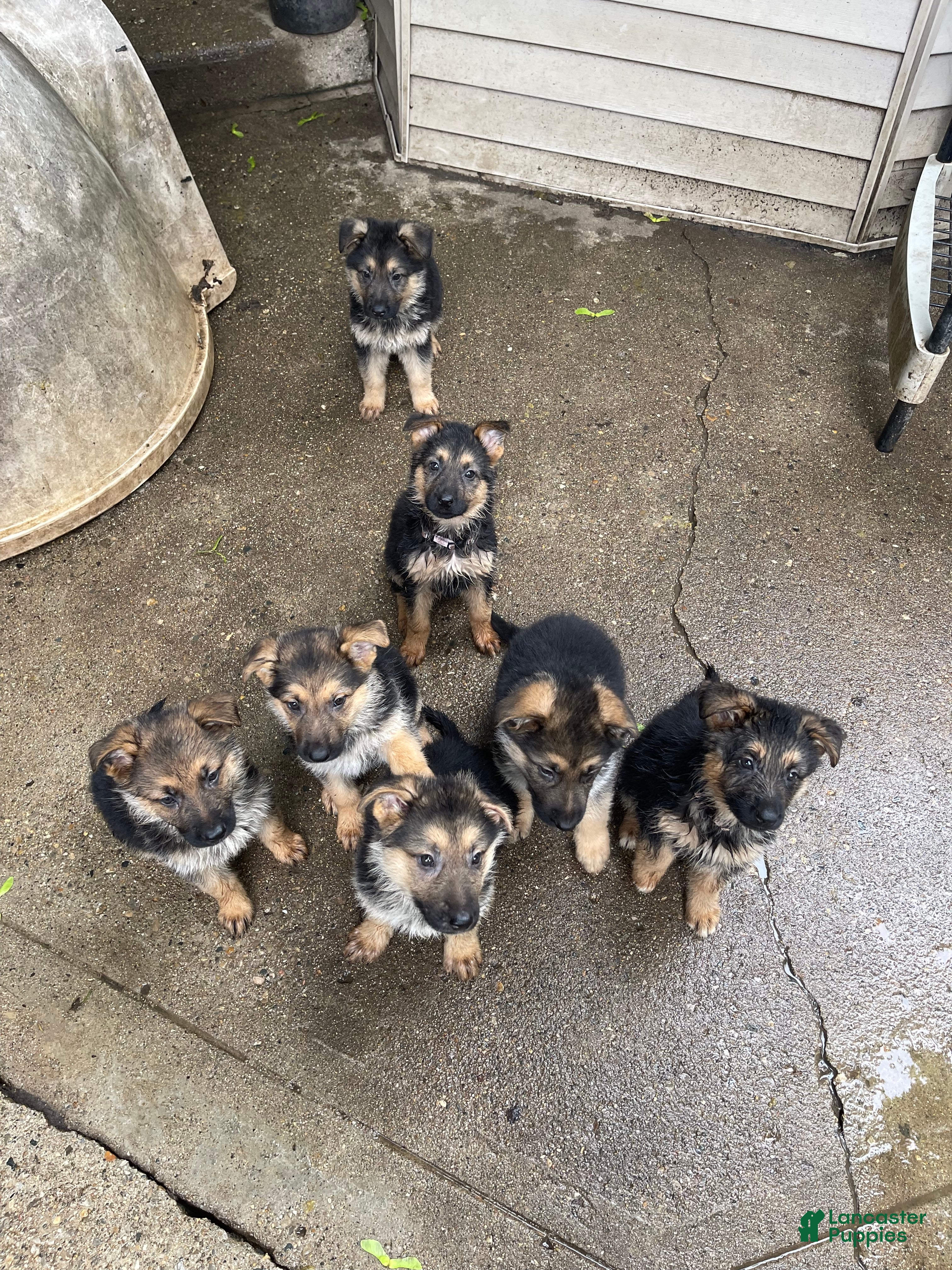 German Shepherd dogs Frack - Ad 28
