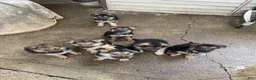 German Shepherd dogs for sale: Frack - Ad 1
