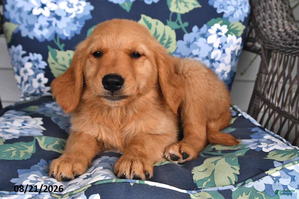 Golden Retriever dogs Percy - Ad 1
