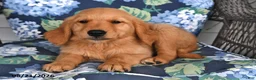 Golden Retriever dogs for sale: Percy - Ad 1