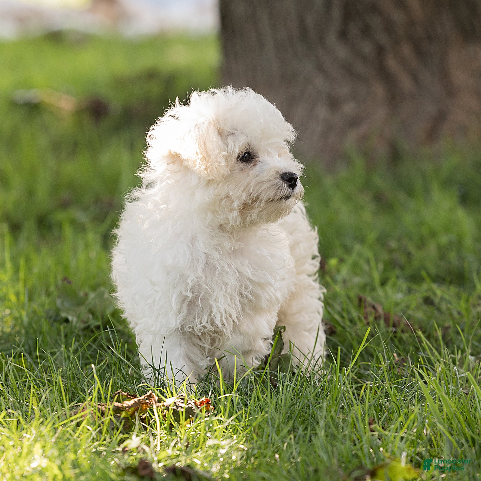 Maltipoo dogs Jesse Maltipoo  - Ad 1