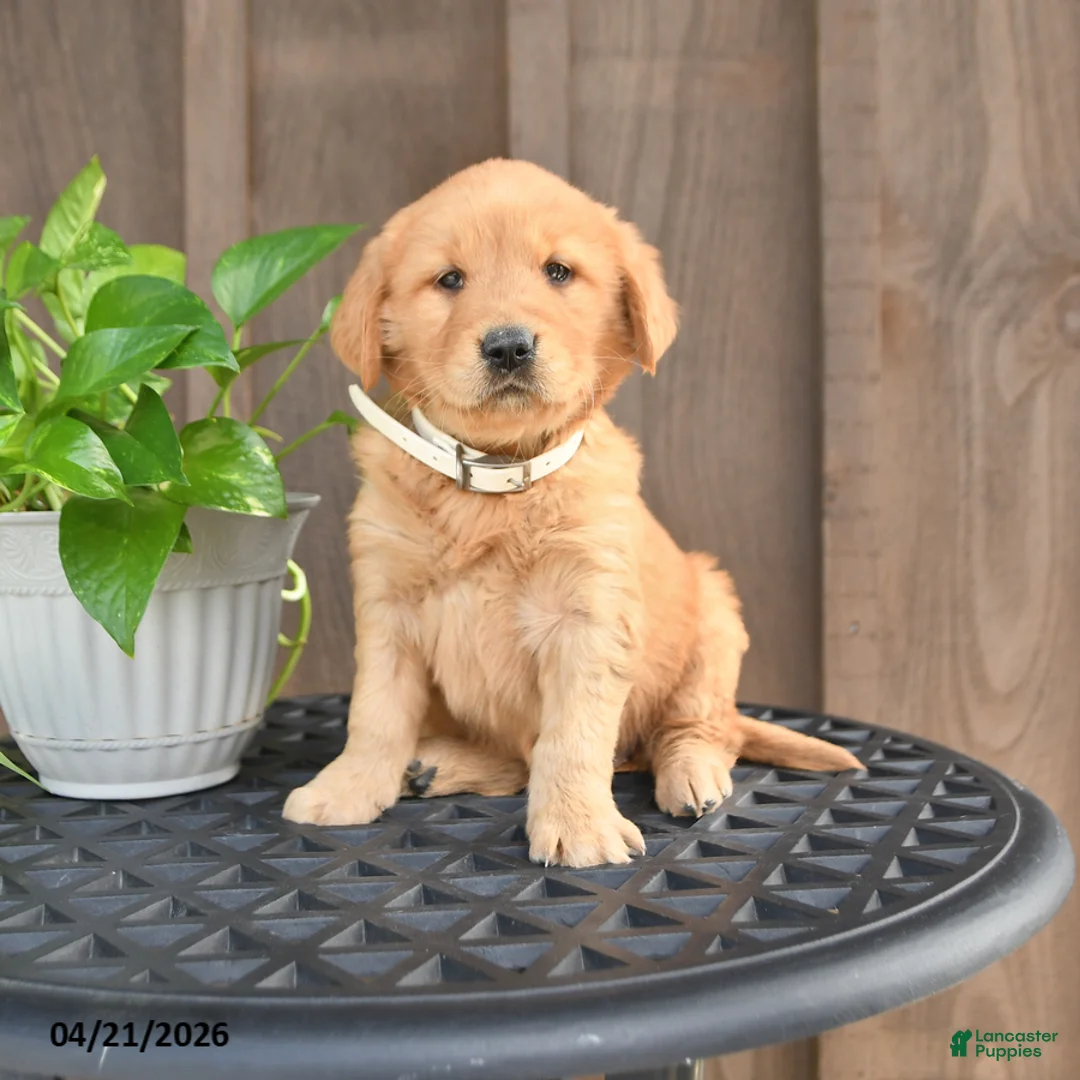 Golden Retriever dogs for sale: Ruth - Ad 1