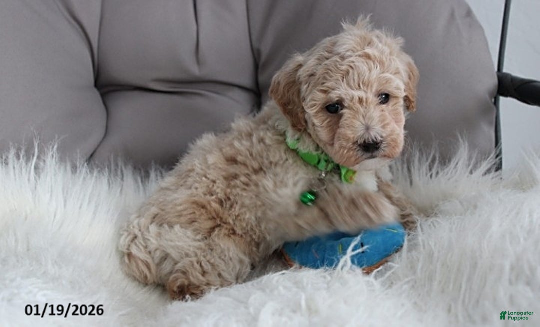 Bichpoo dogs for sale: Rio - Ad 6