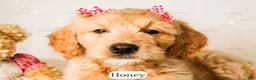 Goldendoodle dogs for sale: Honey - Ad 13
