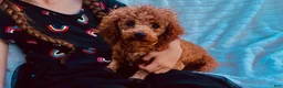 Cavapoo dogs for sale: Ralphie - Ad 8