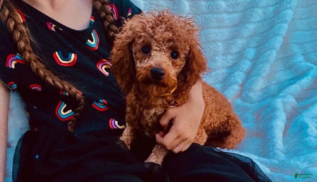 Cavapoo dogs for sale: Ralphie - Ad 8