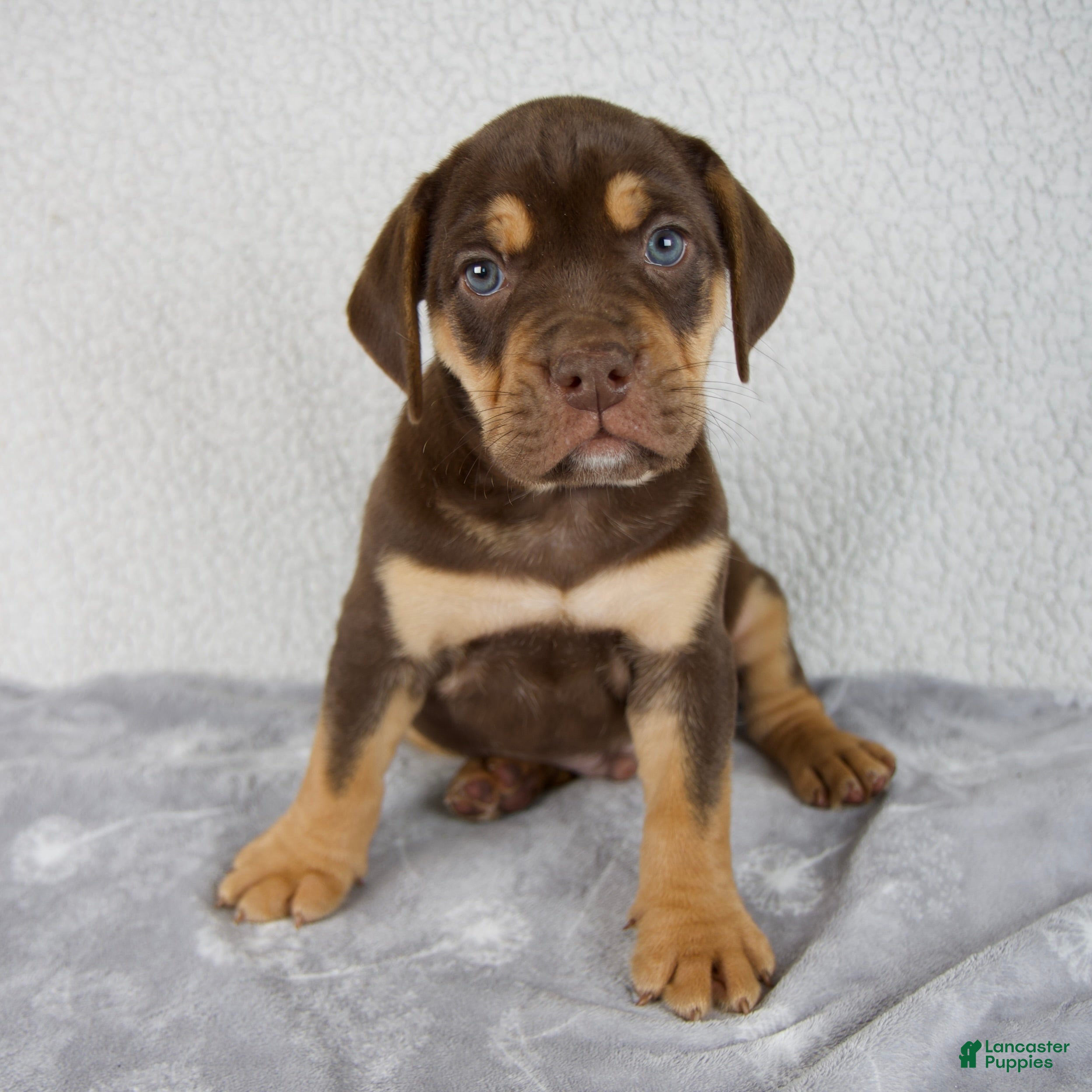 Beabull dogs Axle - Ad 1