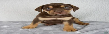 Axle