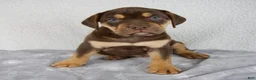 Beabull dogs for sale: Axle - Ad 1