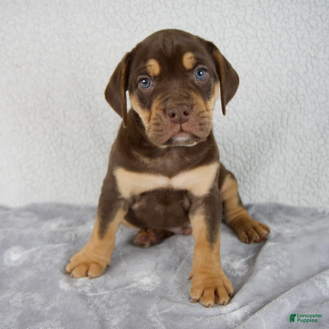 Beabull dogs for sale: Axle - Ad 1