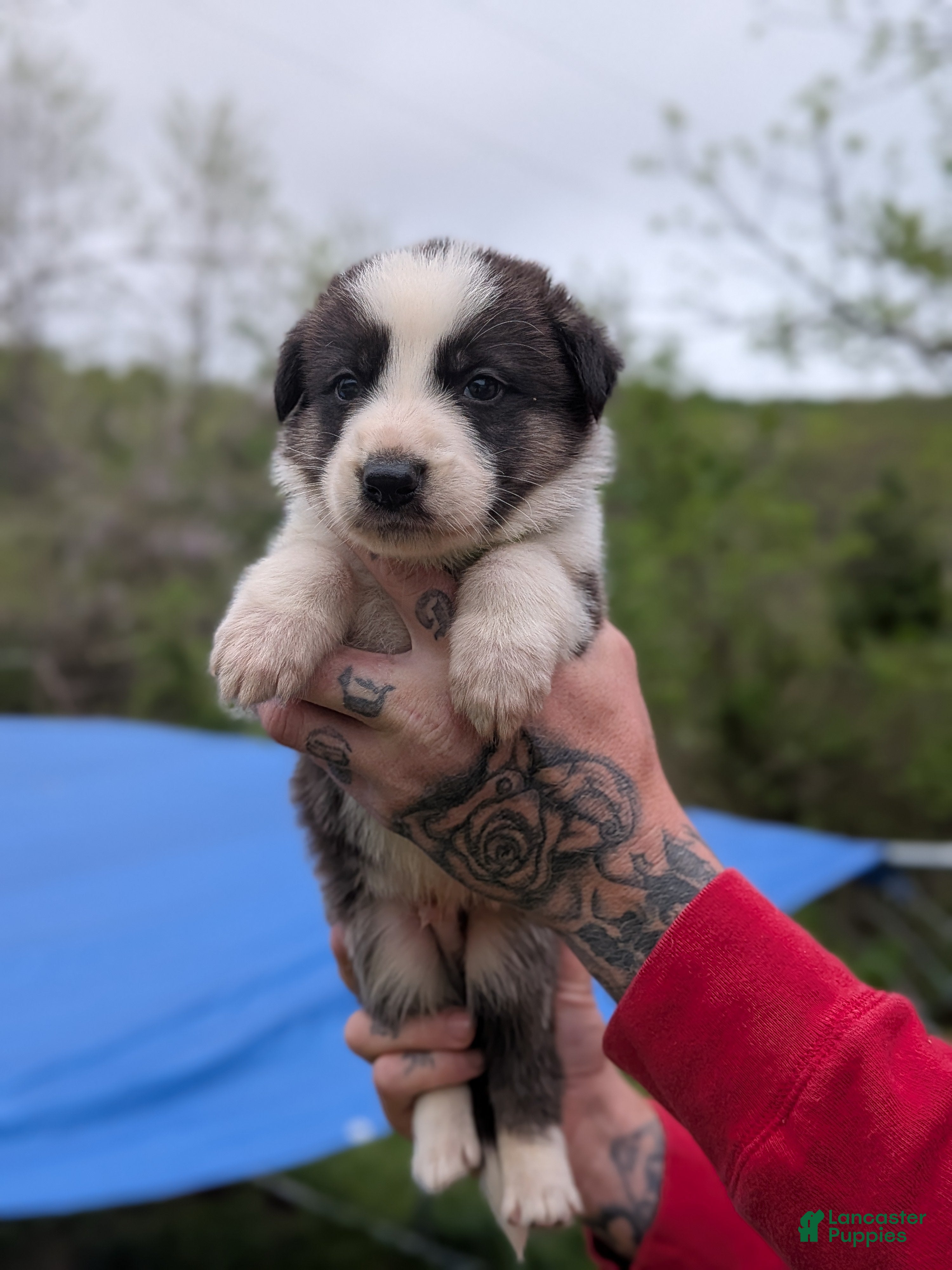German Shepherd dogs German Shepherd Puppy 6 - Ad 38