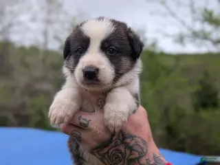 German Shepherd dogs German Shepherd Puppy 6 - Ad 39