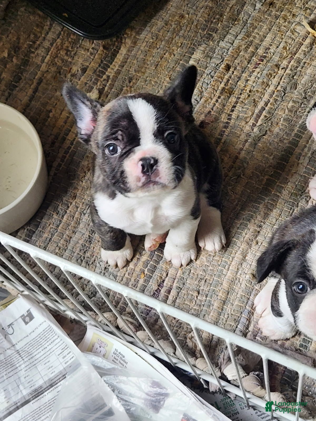 Frenchton dogs Chet - Ad 1