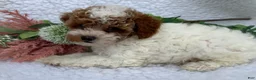 Toy Poodle dogs for sale: Rusty - Ad 6