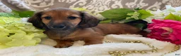 Miniature Dachshund dogs for sale: Tulip - Ad 13