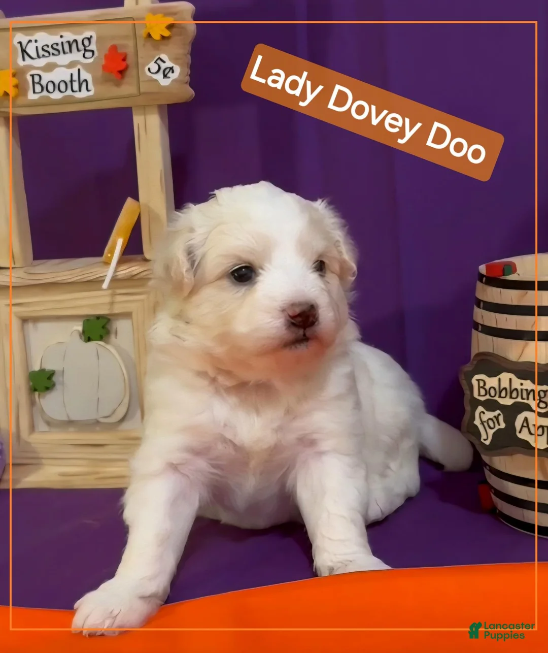 Mixed Breed dogs for sale: Samoyed - Poodle Doodle Sammypoo 4 - Ad 2