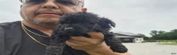 Mini Goldendoodle dogs for sale: Karoline - Ad 6