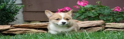 Welsh Corgi Pembroke dogs for sale: Maple   - Ad 5
