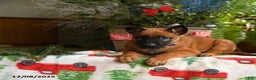 Belgian Malinois dogs for sale: Blueberry - Ad 4